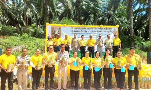 ปศุสัตว์ชุมพรร่วมรณรงค์ และส่งเสริมการปลูกหญ้าแฝกเฉลิมพระเกียรติพระบาทสมเด็จพระเจ้าอยู่หัว เนื่องในโอกาสพระราชพิธีมหามงคล เฉลิมพระชนมพรรษา 6 รอบ 28 กรกฎาคม 2567